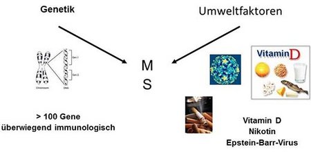 Entstehung der MS Entstehung der MS